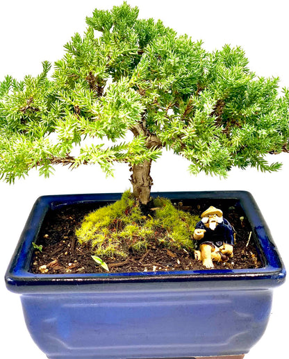 Live Dwarf Juniper Bonsai Tree | Indoor/Outdoor | 100% Handcrafted| Home and Office Décor | Best Gift for Holiday (M)