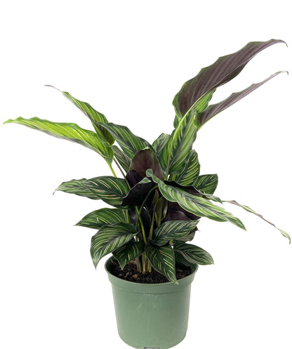 Calathea Beauty Star - Live Plant in a 6 Inch Pot - Calathea Ornata Beauty - Beautiful Easy to Grow Air Purifying Indoor Plant