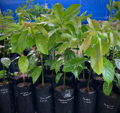 Grafted HASS Avocado Tree - Live Big Fruit Tree 12"-24" Tropical Plantae