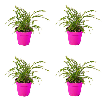 4 Pack Fern 'Lemon Button' in 3in Pot - Live Plants Tropical Houseplants | Variegated | USA Growers | The Snobby Leaf