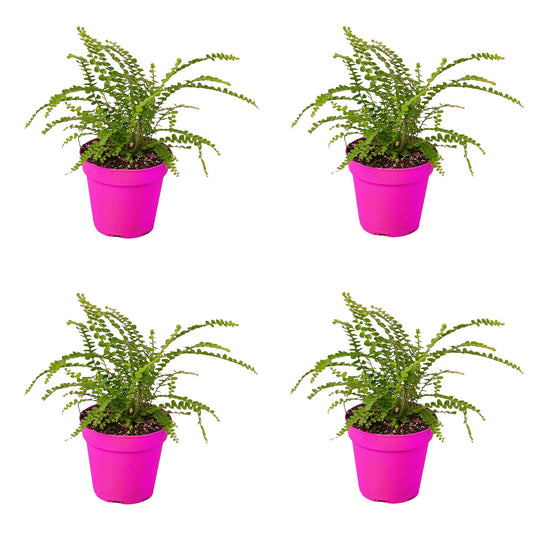 4 Pack Fern 'Lemon Button' in 3in Pot - Live Plants Tropical Houseplants | Variegated | USA Growers | The Snobby Leaf