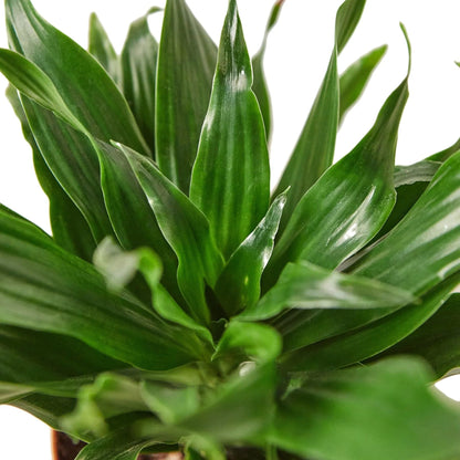 10 Pack Dracaena 'Janet Craig' in 3in Pot - Live Plants Tropical Houseplants | Variegated | USA Growers | The Snobby Leaf