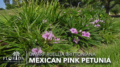 Katie's Dwarf Mexican Petunia Pink | 10 Live Plants | Ruellia brittoniana | Compact Flowering Perennial | Low Growing Pollinator Favorite for Walkways Borders Containers Landscaping