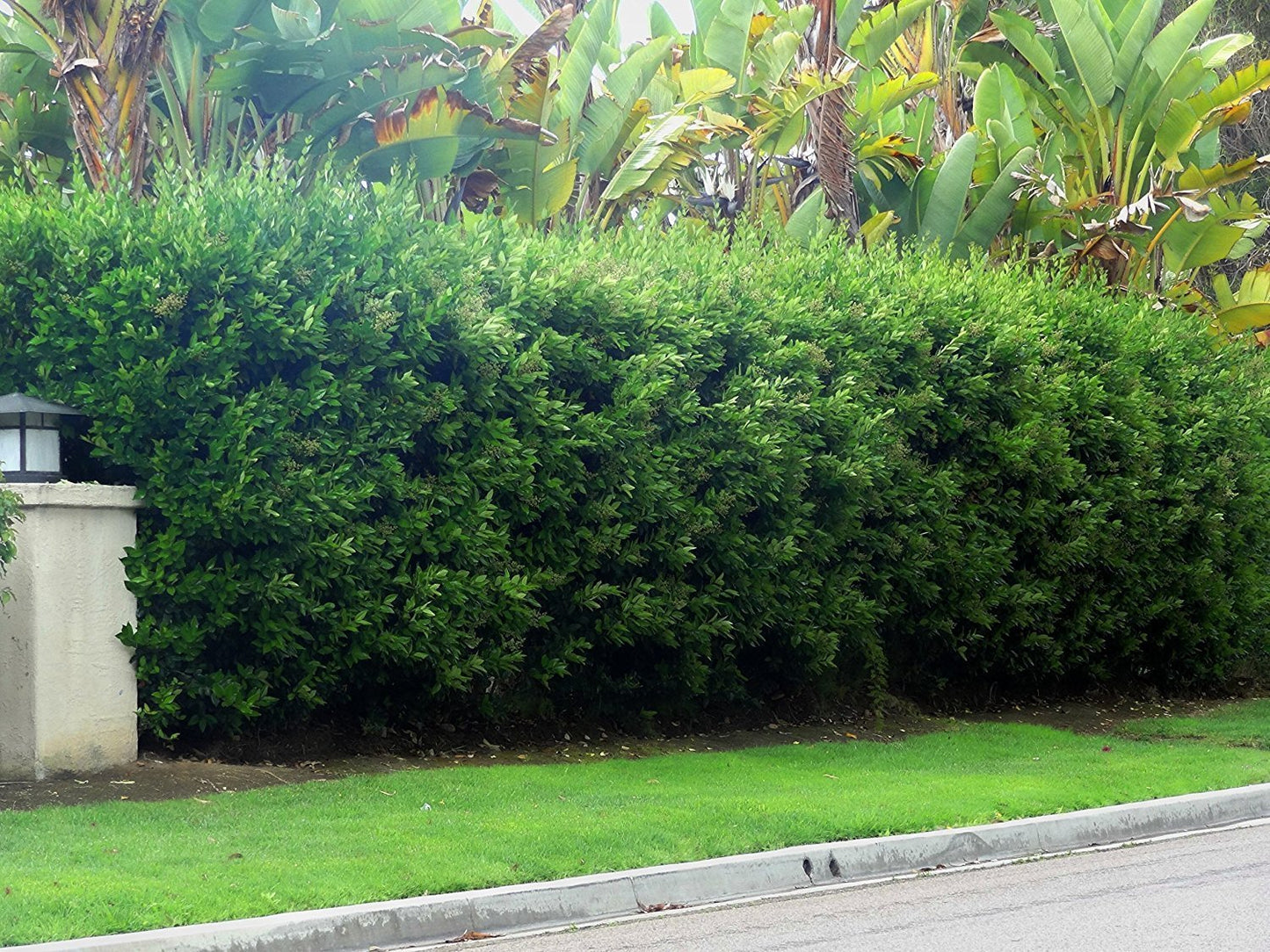 Ligustrum Waxleaf Privet - 30 Live Plants 2" Pot Size - Evergreen Privacy Hedge