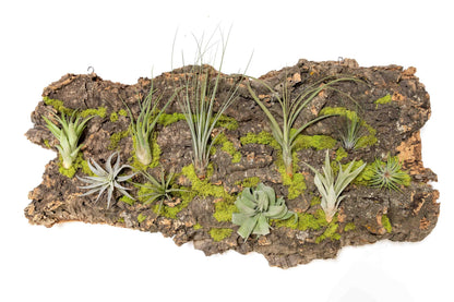 Air Plant Shop Fully Assembled Air Plant Cork Bark Displays - Wholesale and Bulk - Succulents - Live Tillandsia - Easy Care Indoor and Outdoor House Plants (Extra Large)
