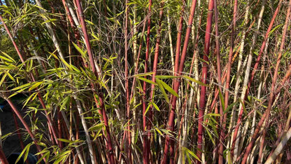 50 Chocolate Bamboo Seeds Perennial Ornamental Seed Privacy