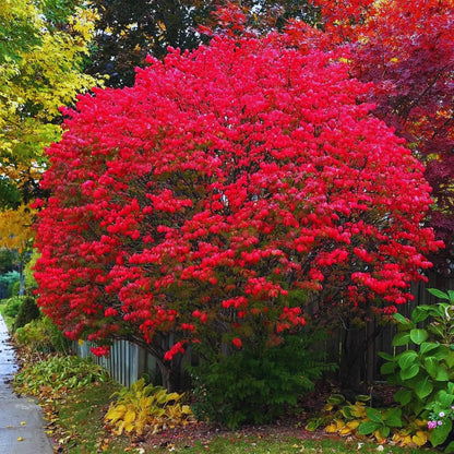 2 Bareroots Dormant Burning Bush Shrub Live Plants Rooted Cuttings, 6-12" Tall, Dormant, No Leaf, No Pot, Hardy Burning Bush Shrub for Outdoor Landscaping