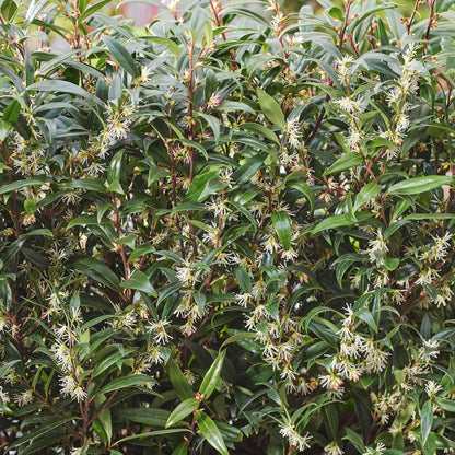 Proven Winners Sweet & Lo Sweet Box (Sarcococca hookeriana) Live Plant, 4.5" Qt