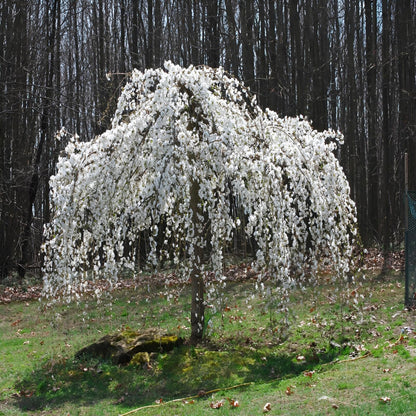 Weeping Yoshino Cherry Tree Live Plant – Flowering Ornamental Tree with Graceful Weeping Branches, Beautiful Cherry Blossom Tree for Garden & Landscape (3 Gallon/Bareroot/Set of 2 Plants)