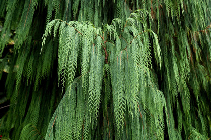 30 Kashmir Weeping Cypress Tree Cupressus Cashmeriana Blue Evergreen Seeds