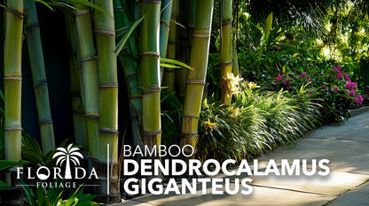 Dendrocalamus Giganteus Bamboo | 3 Large Trade Gallon Size Plants | Fast-Growing Privacy Screen | Giant Live Outdoor Greenery | Sustainable Garden Solution