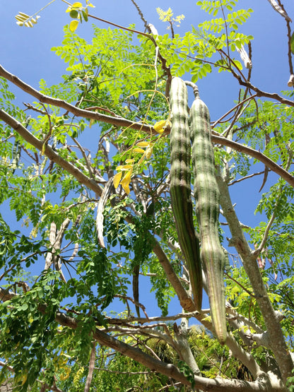 Moringa Plants 2 Live Moringa Trees with Moringa Seeds, Drumstick Tree, Miracle Tree, Moringa Seedling, Live Plant