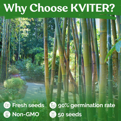 KVITER 50 Bamboo Seeds (Bambusa Oldhamii) – Clumping, Fast Growing, Edible Shoots, Non GMO Bamboo Privacy Screen Organic Seeds for Planting – Perfect Shade Provider & Ornamental Plant