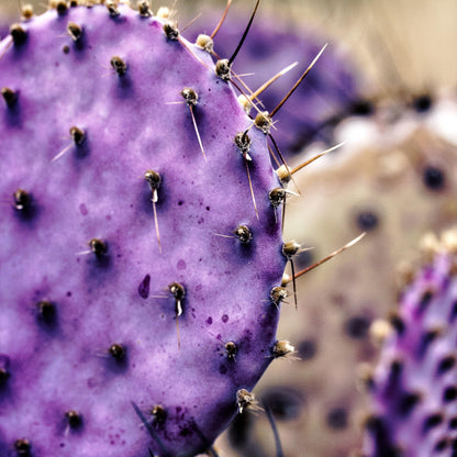 Purple Prickly Pear Cactus Plant Live, Cactus Succulent for Home Decor 6–8 Inch Tall, Cold Hardy, Indoor Outdoor Planting