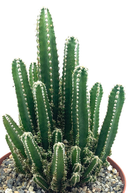 Fairy Castle Cactus 6"-8" Tall Rare Large Acanthocereus Tetragonus, Night Blooming Cereus, Triangle Cactus, Easy to Grow Indoor/Outdoor