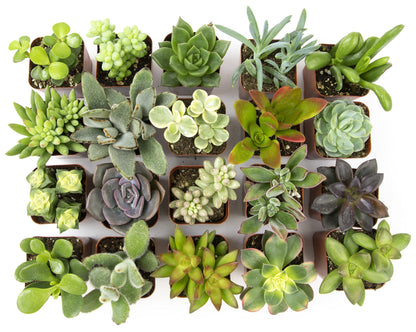 Plants for Pets Easy to Grow Houseplants (12 Pack) & Altman Plants Live Succulent Plants (20 Pack) - Indoor Plants in Plant Pots