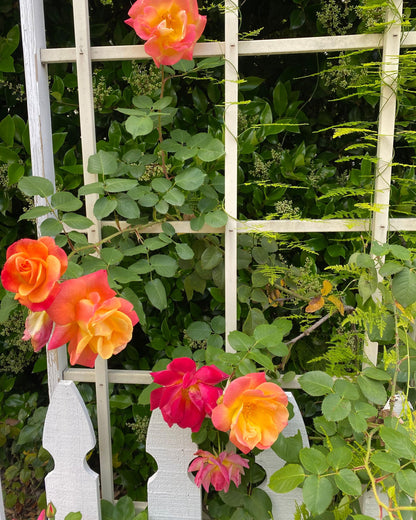 Josephs Coat Climbing Rose - Live Plant 1.5 Gal - Repeat Blooming Multi-Color Apricot Pink Orange Yellow - 12ft Climber Zones 5-10 - Stargazer Perennials