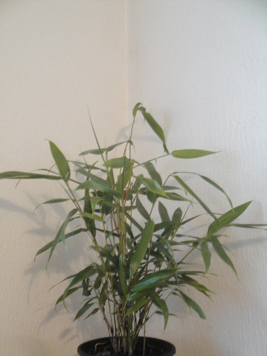 Bambusa Metake Korean/Japanese Arrow Bamboo #1 Size Live Plant