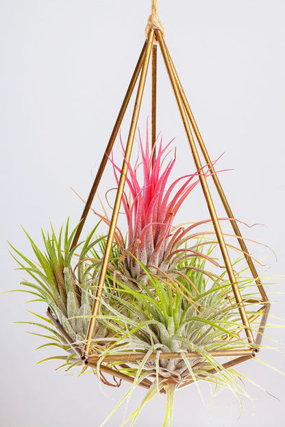 Tillandsia Air Plants Live Indoor Plants (100 Pack), Air Plants Bulk Party Favors or Wedding Favors Live Plants, Air Plant Lover Gifts, DIY Terrarium Kit, Air Succulents Plants Live by Plants for Pets