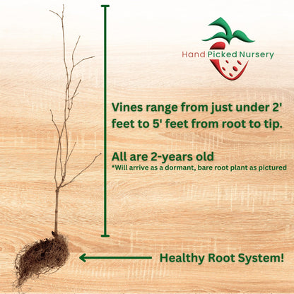 Hand Picked Nursery Late Fry Muscadine Grape Vine - 2 Year Old Bare Root Live Plant - 1-2t Tall - Bronze Female Plant (1)
