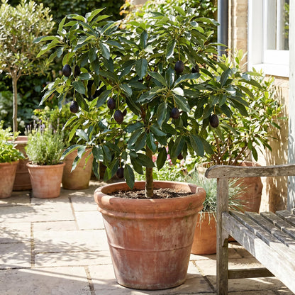 Avocado Tree Live 1-2 Ft Tall in 3 Gallon Pot, Grafted Avocado Tree for Outdoor Garden or Patio Planting, High Yield, Ready to Bear Fruits, No CA (Black Avocado)