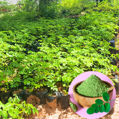 Moringa Tree Plant Live in 4" Pot, Moringa Tree Drumstick Horseradish Oleifera Plant 6-10'' Tall, No CA