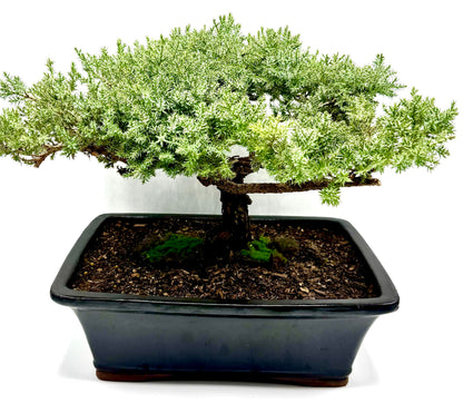 Live Dwarf Juniper Bonsai Tree 15+Years Old | Juniper or Jade Bonsai Tree | Indoor/Outdoor | 100% Handcrafted| Home and Office Décor | Best Gift for Holiday (style4)