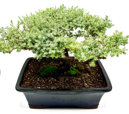 Live Dwarf Juniper Bonsai Tree 15+Years Old | Juniper or Jade Bonsai Tree | Indoor/Outdoor | 100% Handcrafted| Home and Office Décor | Best Gift for Holiday (style4)