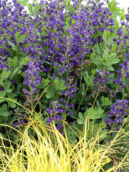 Live Plant from Green Promise Farms - Baptisia Australis, Blue Indigo #1 Gallon Size Container Purple Flowers, This Plant Does NOT Ship to AZ, CA, HI, ID, MT, NV, OR, PR, UT & WA!!