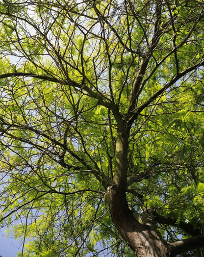 5 Honey Locust Trees - 10-18" Tall Live Plants - Fast Growing Shade Tree Seedlings - Gleditsia triacanthos - (5 Pack)