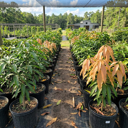 Grafted NAM Doc Mai Mango Tree Live Plant | 2.5–3 Ft Tropical Fruit Tree for Planting | Sweet, Low-Fiber Mango Variety for Home Gardens | No Ship to CA,HI,AK