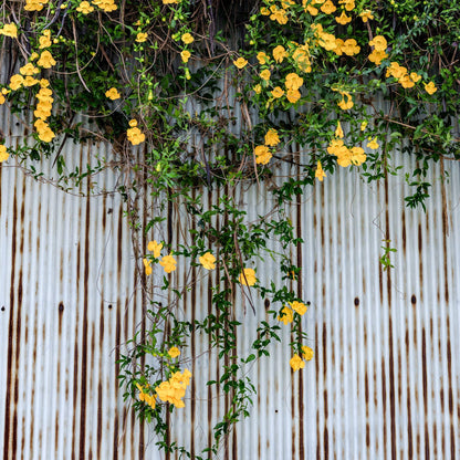 Perfect Plants Yellow Carolina Jessamine 1 Gallon | Live Shrub for Gardens | Fragrant Spring Blooms
