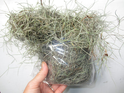 New, Fresh Organic Spanish Moss Live Air Plant OVERSTUFFED Quart Bag Picked from Our Farm & Area.You Buy, we Pick!