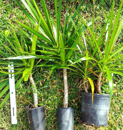 Madagascar Dragon Tree Green/Red Bi‑Color Live 12" Rooted Houseplant – Easy Indoor Air‑Purifying
