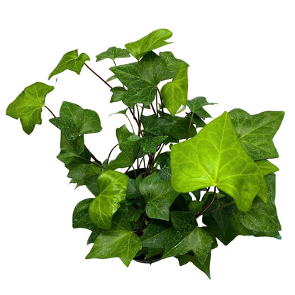 BubbleBlooms Algerian Ivy, Canary Island Ivy, Canary Ivy, Coney Island Ivy, Madeira Ivy in 6 inch Pot