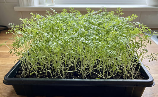 Microgreen Seeds for Planting, Choose Your Variant and Quantity (Carrot, 1000 Seeds)