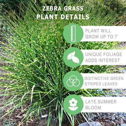 Bloomingbulb Ornamental Grass, Zebra Grass, Outdoor Planting, Decorative Garden, 3 Root Divisions, Zones 4-9a