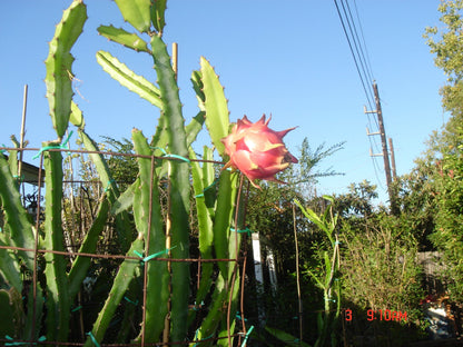 Dragon Fruit" 12 Inch" Cutting