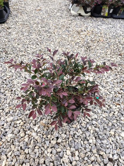 Live Plant - Plum Delight Loropetalum (Chinese Fringe) - Live Plant - (2.5 Qt)