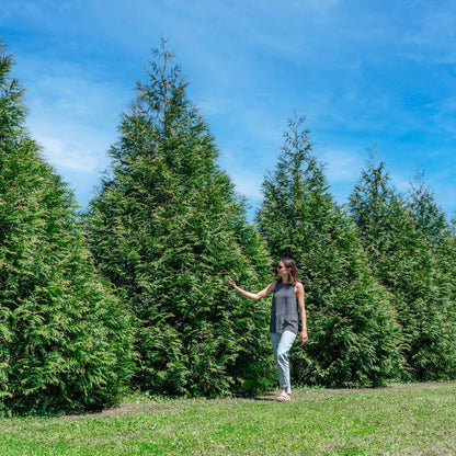 Perfect Plants Thuja Green Giant 3 Gallon | Live Evergreen Tree for Landscaping & Privacy | Grows 3-5 Feet Per Year