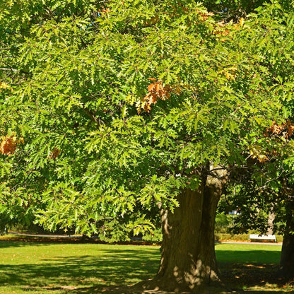 Generic Two Seedling of White Oak Trees - Quercus robur - 10"" to 14"" Tall (See State Restrictions), green