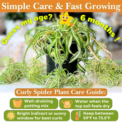 Dr. Lu’s Organic Bonnie Curly Spider Plant | Air Purifying House Plants | Rooted Spider Plant | Easy Grow Indoor Plants | Live Plants in 4'' Nursery Pot