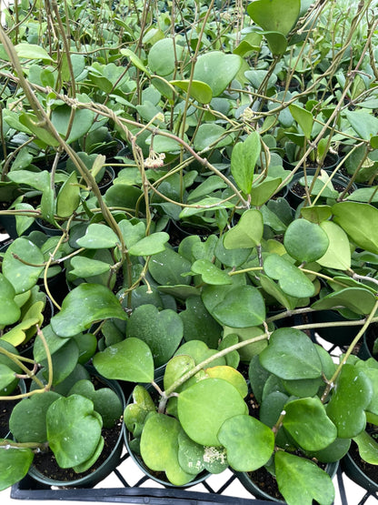 Hoya Kerrii Live Plant – Heart Leaf Hoya – 4 Inch Pot – Indoor Succulent Houseplant Easy Care