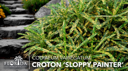 Croton Sloppy Painter Eleanor Roosevelt | 3 Live Plants | Codiaeum Variegatum | Outdoor Indoor Foliage, Tropical Houseplant, Easy Care, Vibrant Leaves, Unique Variegation, Low Light Adaptable