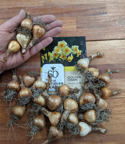 Yellow Daffodils for Your Garden Now (Golden Dawn) - 10 Healthy Bulbs