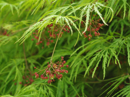 Weeping Green Laceleaf Japanese Maple Viridis - 2 Year Live Plant