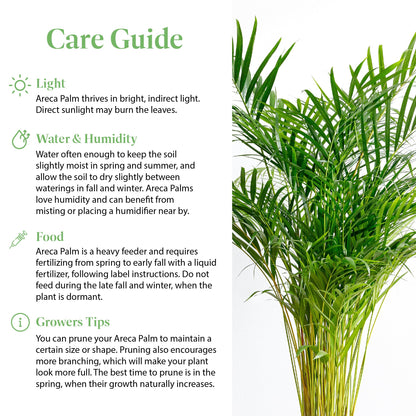 American Plant Exchange Live Areca Palm – 6-Inch Pot – Tropical Houseplant with Feathery Green Fronds, Pet-Friendly Easy Care Indoor Plant for Homes, Offices, Apartments & Decorative Spaces