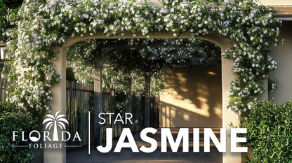 Star Confederate Jasmine | 1 Live 4 Inch Plant | Trachelospermum jasminoides | Flowering Vine Plants | Evergreen Ground Cover for Landscaping