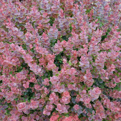 Proven Winners Sunjoy Mini Maroon Barberry (Berberis thunbergii) Live Plant, 4.5" Qt