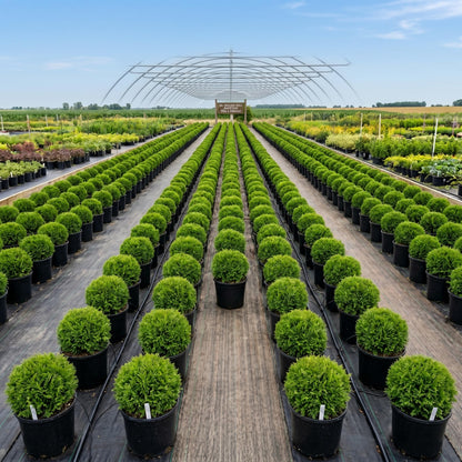 2 Live Mr Bowling Ball Arborvitae Plants, 4-6" Tall in Quart Pot, Low Maintenance, Hardy, Decorative Evergreen Trees Live Plants for Garden, Pathways & Landscape